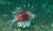 Lion Fish, LHI