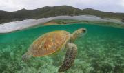 Sea Turtle, LHI